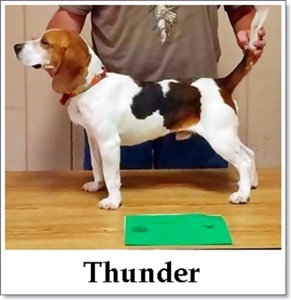 Jady's Thunder